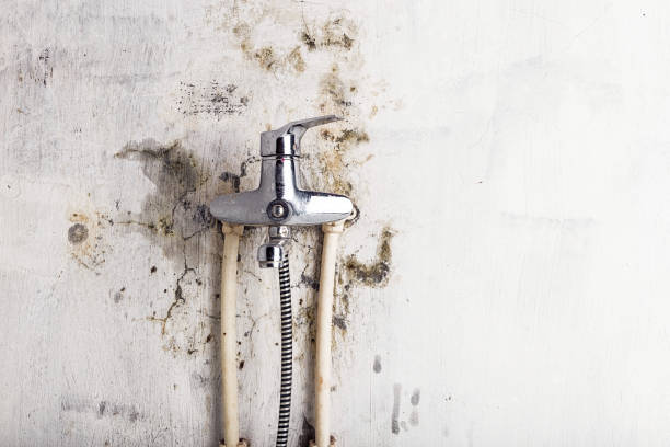 Best Certified Mold Removal  in Tye, TX