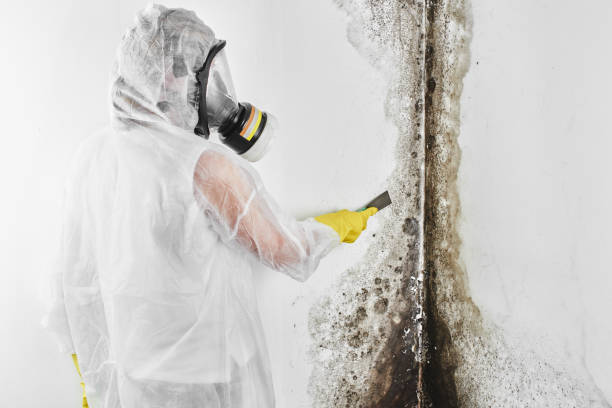 Best Mold Removal Company Near Me  in Tye, TX