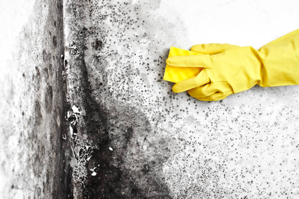 Best Toxic Mold Removal  in Tye, TX