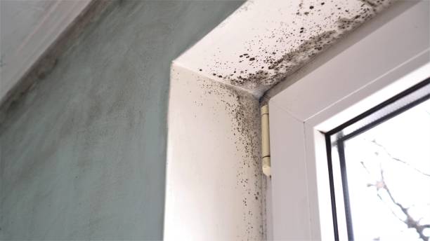 Best Fast Mold Removal  in Tye, TX