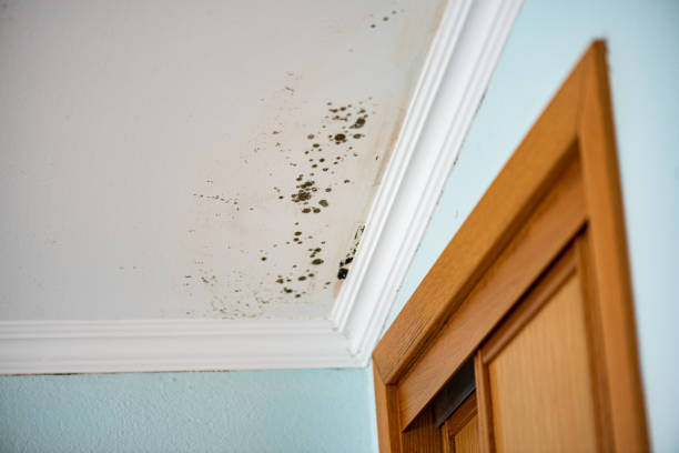 Best Water Damage Restoration  in Tye, TX
