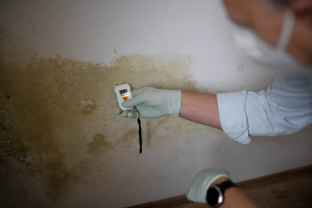 Reliable Tye, TX Mold Removal Solutions