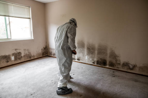 Best Toxic Mold Removal  in Tye, TX