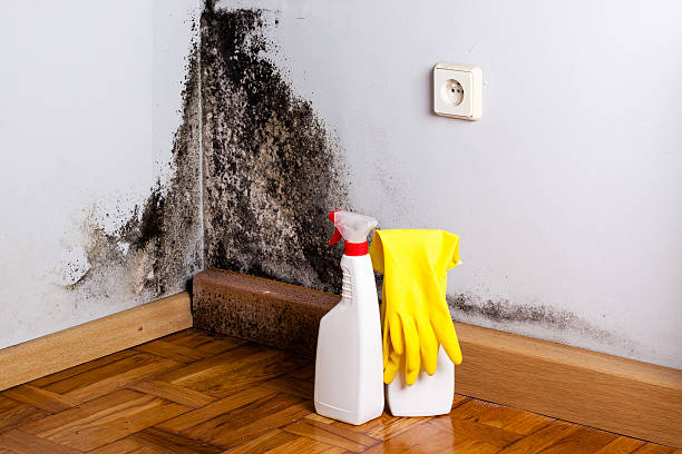 Best Crawl Space Mold Removal  in Tye, TX